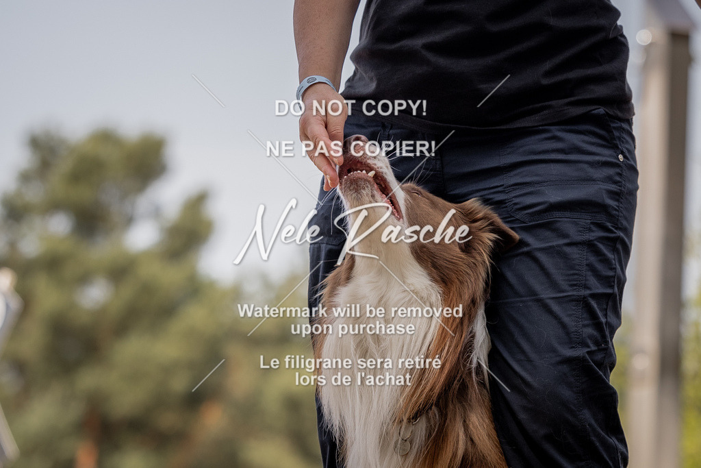 nelerasche_soDD2_149 | nelerasche