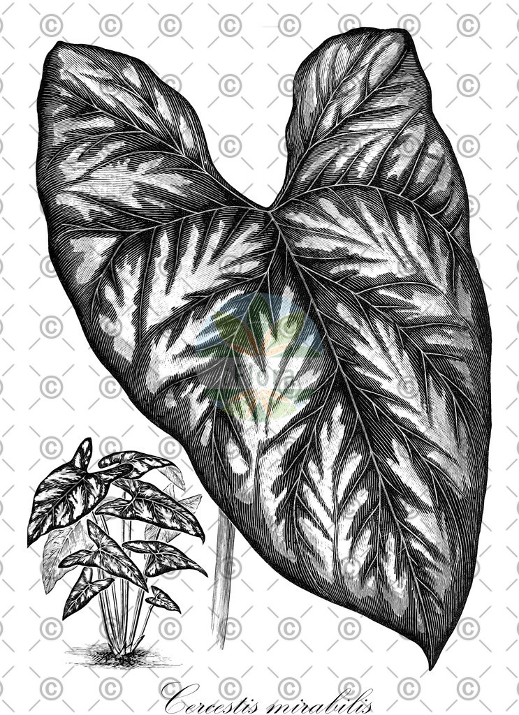 HistAbb_wfo-0000834943_2_ENZY_Simple | Historische Abbildung von Cercestis mirabilis - Araceae | Historical Illustration of Cercestis mirabilis - Araceae