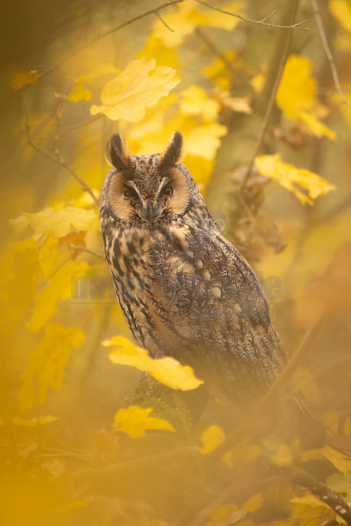 R5NF9271_20241116 | Die Waldohreule ist kleiner, schlanker und hat längere Flügel als der dickköpfige Waldkauz. Sie besitzt außerdem Federohren, der Waldkauz hingegen nicht.
Die Waldohreule hat orange- bis feurig-gelbe, der Waldkauz schwarze Augen. - Realisiert mit Pictrs.com