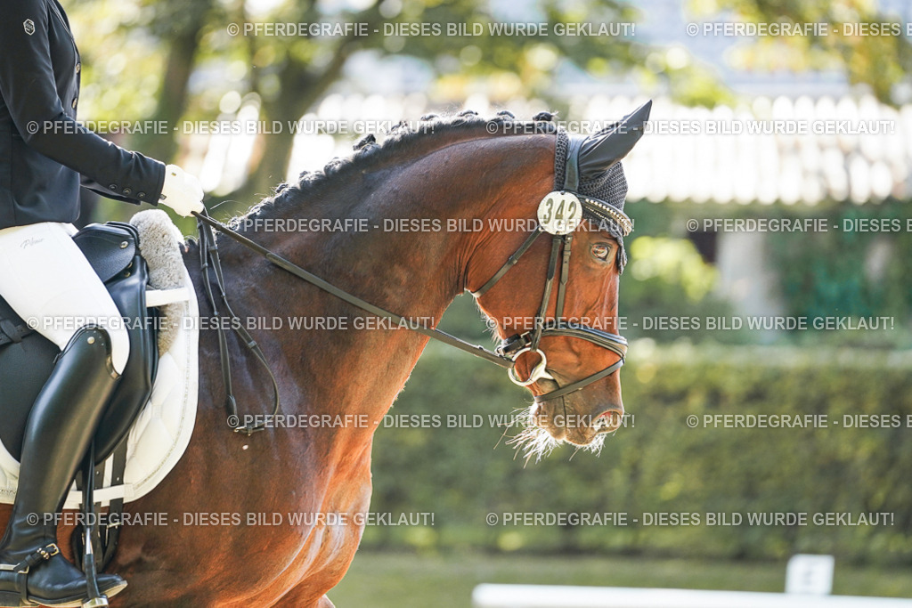 DSC07171 | Pferdegrafie