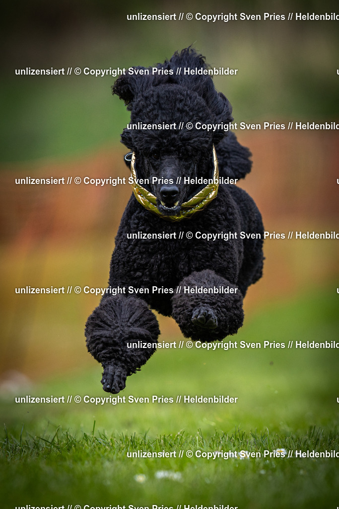 Sven Pries | 2025-04-13 - Hunderennen Baden-Baden - Realisiert mit Pictrs.com