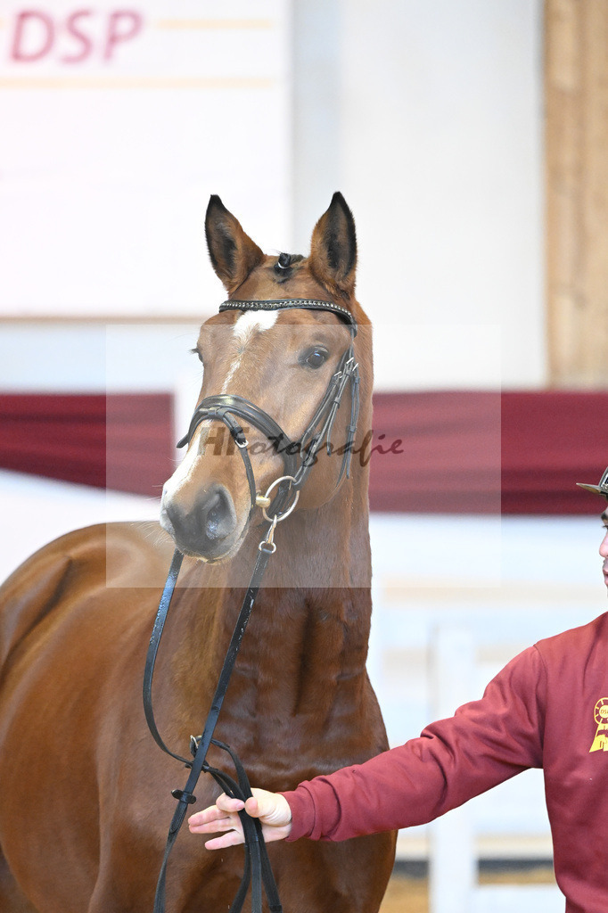 Kat-Nr. 13 v. Chaccoon Blue_Schmid_66221322 | hf-fotografie - Realisiert mit Pictrs.com