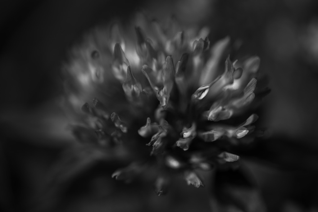 Skabiose | Makroaufnahme mit Nikon ZF, AF-S Micro Nikkor 105mm f2.8