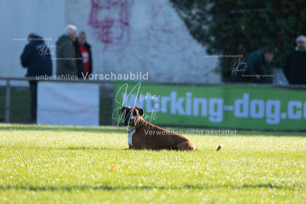 _16A6203 | Einzigartige Fotos von Hunden & Menschen –Actionfotos, Portraits, Vereinsaufnahmen & Paarshootings – authentisch, lebendig & mit Herz.