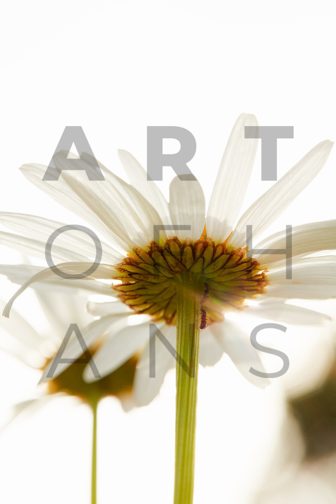 Ein Hans Fineart Original | Entdecke die Kunst von Hans Fineart - Fotografien für dein Zuhause. Verwandle deine Wände mit einzigartigen Kunstwerken und bringe die Schönheit der Welt in dein Leben. Bestelle jetzt und schaffe einen Ort der Inspiration und Eleganz.