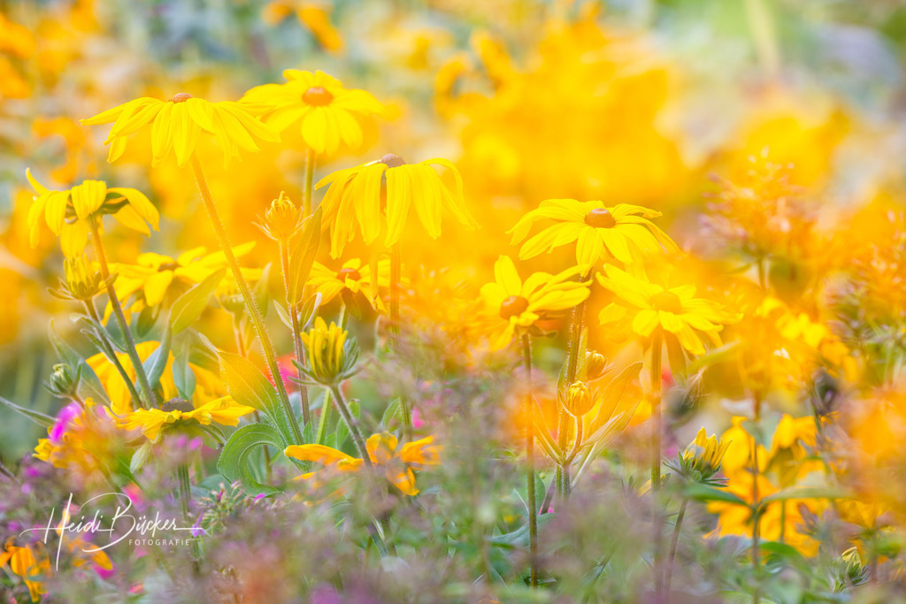 Blumen im Garten | Wundervolle Natur im Garten - Realisiert mit Pictrs.com