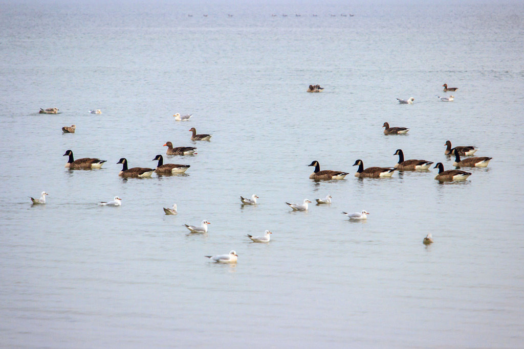 Wandbild: Möwen und Gänse vor Ohrfeldhaff | Dieses Wandbild im Querformat zeigt Gänse und Möwen auf der Ostsee vor Ohrfeldhaff.  - Realisiert mit Pictrs.com
