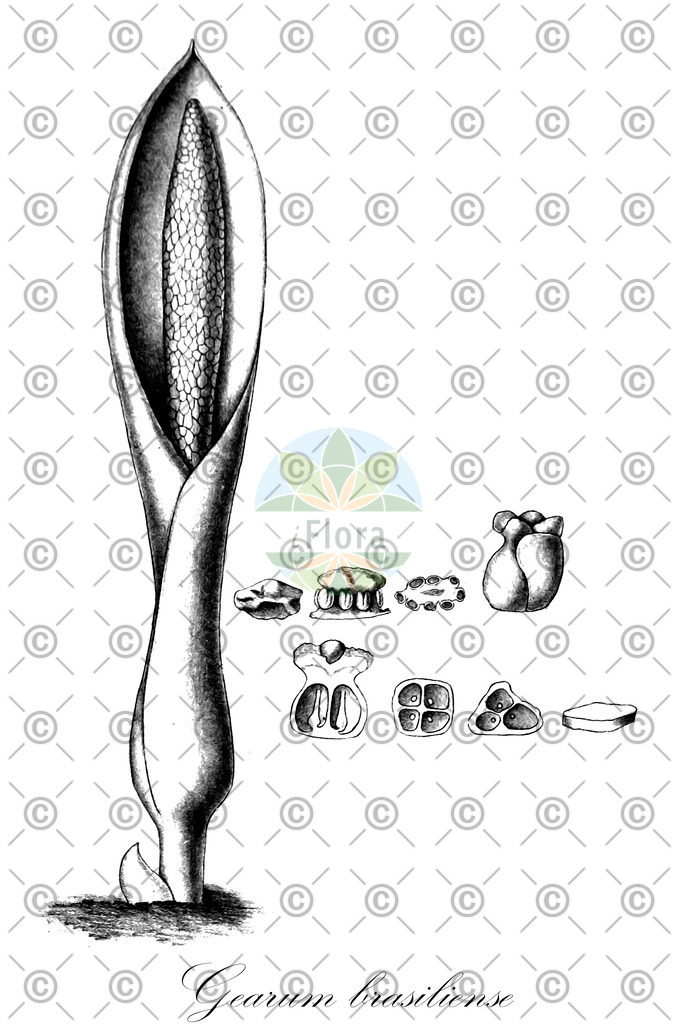 HistAbb_wfo-0000003716_1_ENZY_Simple | Historische Abbildung von Gearum brasiliense - Araceae | Historical Illustration of Gearum brasiliense - Araceae