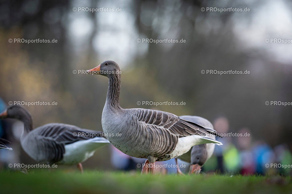 Bonner Nikolauslauf in Bonn, 08.12.2024 | Impressionen vom Bonner Nikolauslauf am 08.12.2024 in Bonn (Freizeitpark Rheinaue). Foto: BEAUTIFUL SPORTS/Axel Kohring