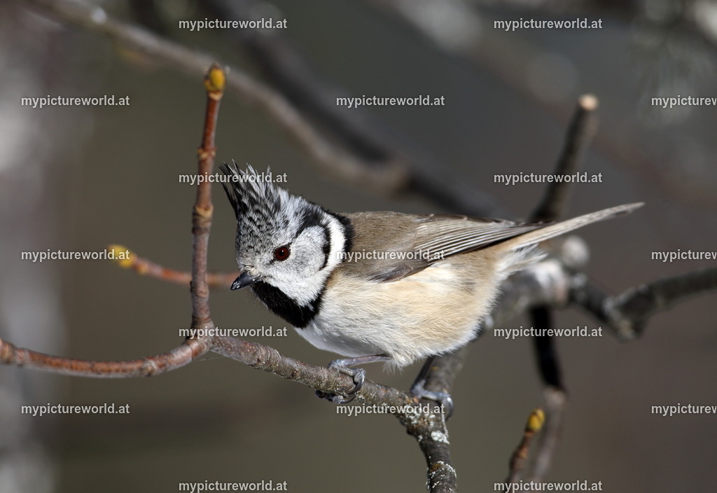 Haubenmeise-001 | Das Bilderarchiv über Tiere, Planzen und Landschaften. In der Bilddatenbank finden Sie ein große Auswahl an hochwertigen Bilder für Ihre Werbung - Realisiert mit Pictrs.com