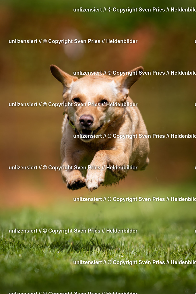 Sven Pries | 2024-04-21 - Hunderennen Baden-Oos
Foto: Sven Pries - Realisiert mit Pictrs.com