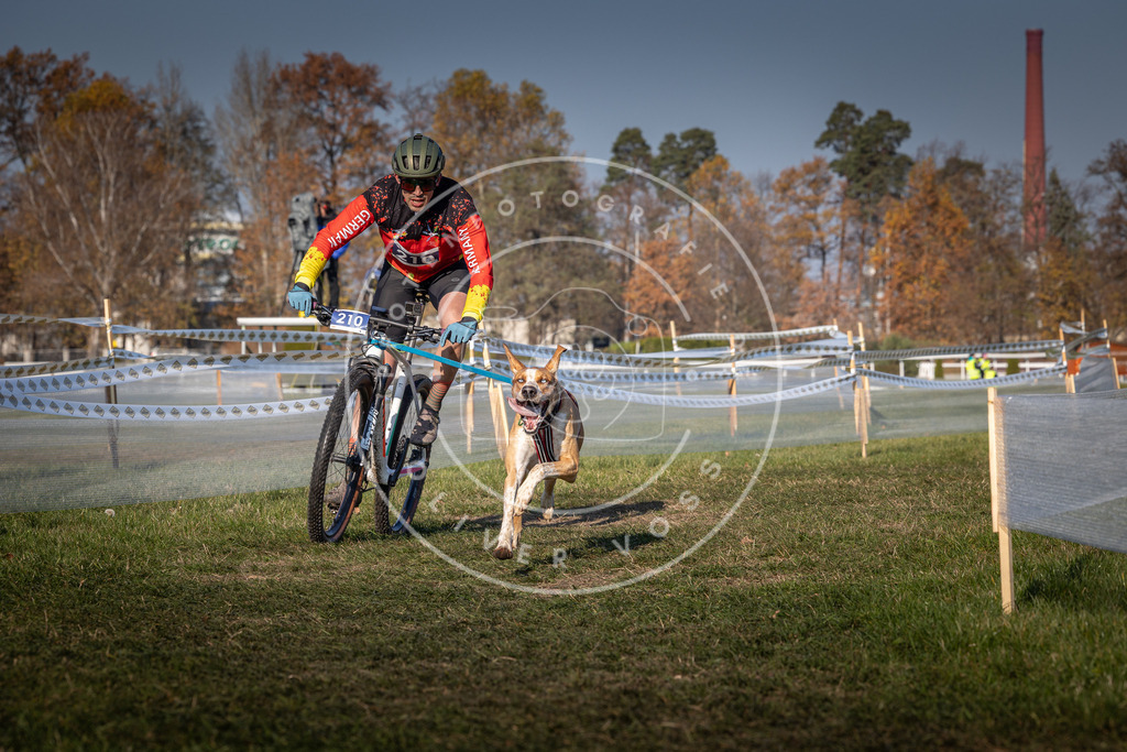 CaniXpix_0L8A6160 | Hundefotografie, Tierfotograf, Pfotenfotografie, Fotoshooting Hund, Hunde Portrait, Hundesport, Hundeportraits, Heideshooting, Hunde, Sportfotograf, Hundefotograf, Turnierhundsport, THS,  - Realisiert mit Pictrs.com