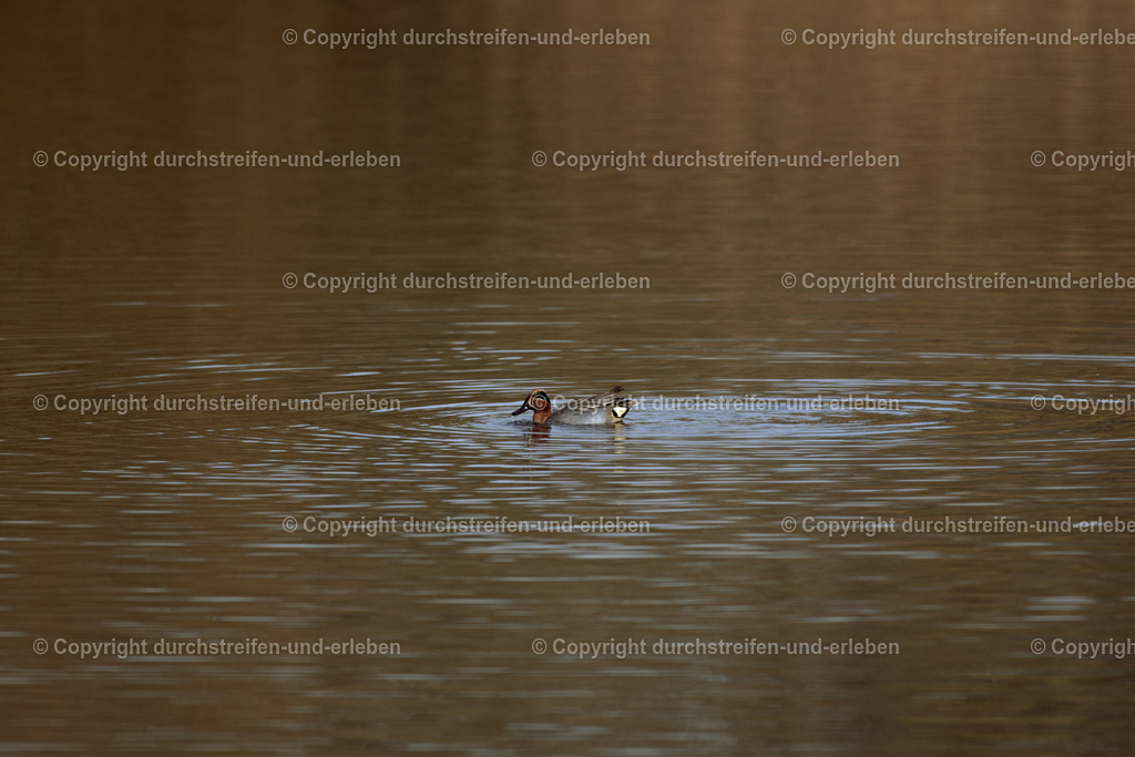 Krickente | Die Krickente (Anas crecca) ist mit 34–43 cm die kleinste einheimische Schwimmente Europas. Sie ist an flachen Binnengewässern mit dichter Vegetation (Moore, Seen, Sümpfe) heimisch. Erpel sind im Prachtkleid durch kastanienbraune Köpfe mit grünen Augenstreifen erkennbar. Sie sind wendige Flieger, ernähren sich gründelnd von Sämereien und Wirbellosen und treten in Deutschland oft als Durchzügler und Wintergäste auf. Erpel: Kopf kastanienbraun mit breitem, grünem, gelb eingefasstem Augenstreif. Körper grau, heller Steißfleck, weißer Flügelstreif.Weibchen: Unauffällig braun gefleckt, ähnelt einer kleinen Stockente, aber mit grünem Flügelspiegel.Verhalten: Sehr wendig und schnell im Flug. Oft in kleinen Trupps.Stimme: Erpel rufen hell „krrik“, Weibchen schnattern Lebensraum und Verbreitung: Flache stehende Binnengewässer mit viel Deckung am Ufer, Moorseen, Feuchtwiesen, Teiche. Ganz Mitteleuropa; in Deutschland als Brutvogel (selten) sowie häufiger Durchzügler und Wintergast (aus Nord-/Osteuropa). - Realisiert mit Pictrs.com