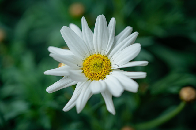 Blüte mit dem gelben Stempel einer Margerite | Die weiße Blüte mit dem gelben Stempel einer Margerite (Leucanthemum), Jena, Thüringen, Deutschland - Realisiert mit Pictrs.com