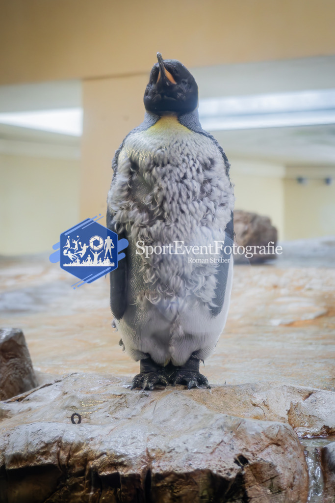 IMAG7837 | SportEventFotografie - Roman Stoiber