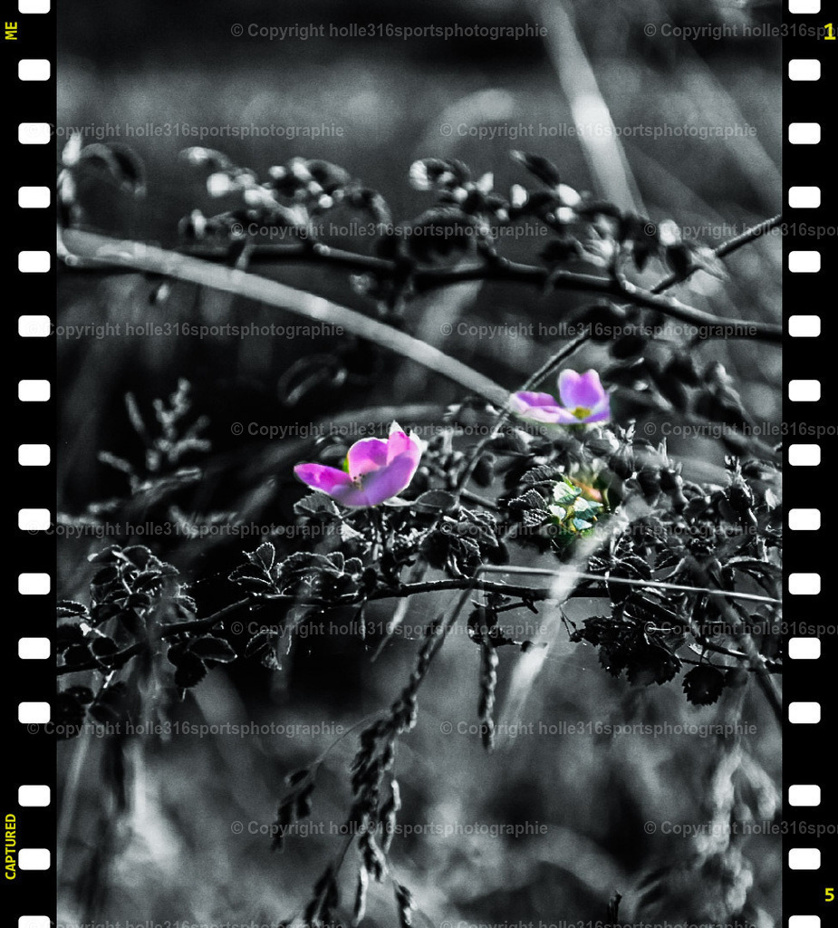 PSX_20250609_194815 | Sportfotografie , Motorsport, Motoross, Reitsport, Mointainbike, Enduro,
Landschaft , Outdoor, Eventfotografie, Landschaft, Bilder online bestellen - Realisiert mit Pictrs.com