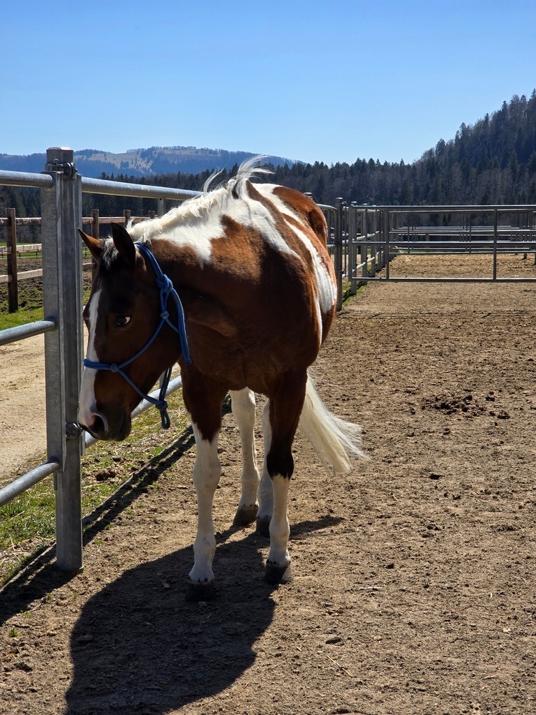 20250406_131038 | Heilkarten - Realisiert mit Pictrs.com