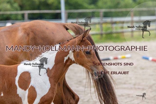 Hexenberg-3 | mandyhollmannphotographie