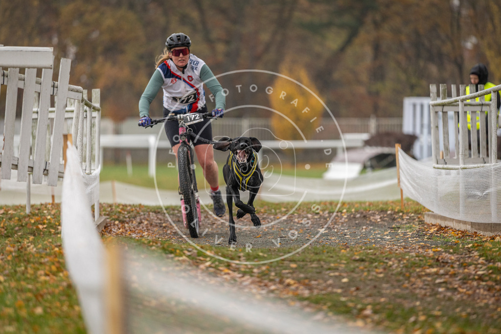 CaniXpix_DV3A8577 | Hundefotografie, Tierfotograf, Pfotenfotografie, Fotoshooting Hund, Hunde Portrait, Hundesport, Hundeportraits, Heideshooting, Hunde, Sportfotograf, Hundefotograf, Turnierhundsport, THS,  - Realisiert mit Pictrs.com