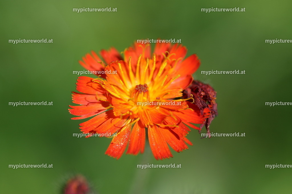 Orangerotes Habichtskraut-003 | Das Bilderarchiv über Tiere, Planzen und Landschaften. In der Bilddatenbank finden Sie ein große Auswahl an hochwertigen Bilder für Ihre Werbung - Realisiert mit Pictrs.com