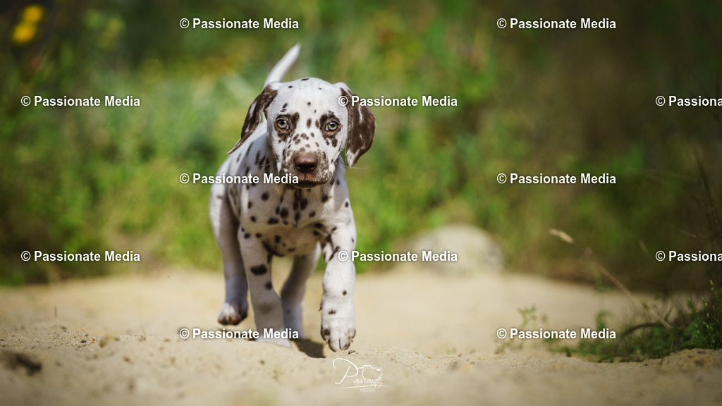 DSC06136 | Passionate Media, dein Fotograf aus Brandenburg, Märkisch Oderland, im Bereich Motorsport, Autos und Motorräder sowie Events und auch Hunde. Shootings oder auch Eventbegleitungen können bei mir gebucht we