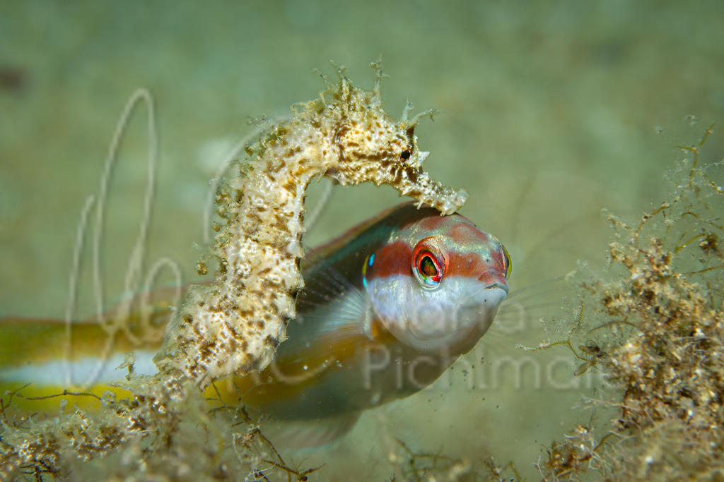 Is this love? | Hippocampus guttulatus / Seahorse with Coris julis / Med. rainbow wrasse / Doncella / Meerjunker - Realisiert mit Pictrs.com