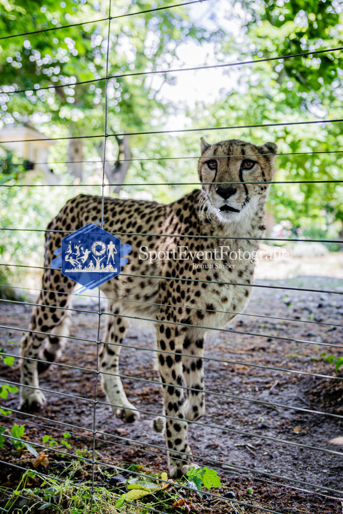 IMAG7922 | SportEventFotografie - Roman Stoiber