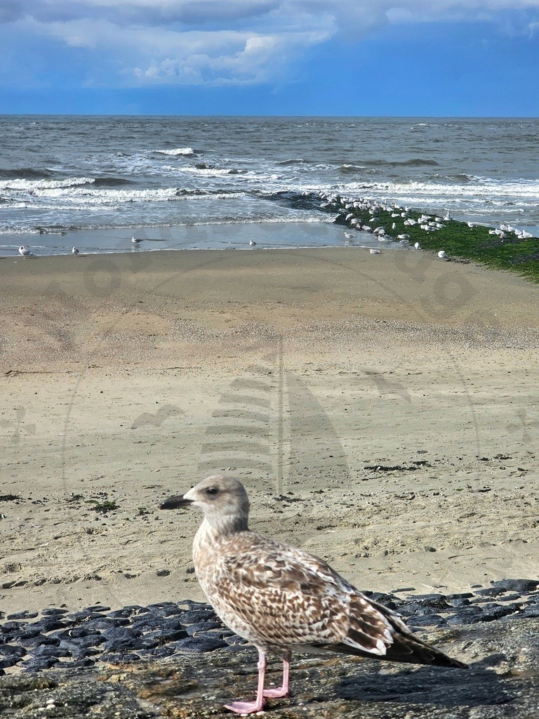 Nordsee Momente pur Nordseeküste Naturaufnahmen  | Nordsee in all ihrer Natürlichkeit  - Realisiert mit Pictrs.com