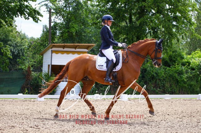 DKP41211 | Turnierfotos kaufen im Webshop von Daniel Kuhl Photography – entdecke professionelle Reitsportfotos aus Turnieren & Events. Hochwertige Turnierbilder online bestellen & sichern. Jetzt Fotos von Reitsportturnieren kaufen!