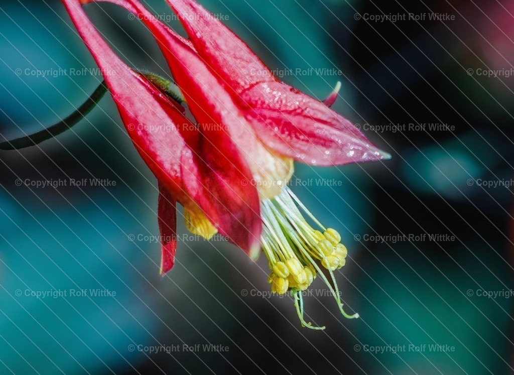 _Blüte Tropfen 2.3 1 | Rolf Wittke  - Realisiert mit Pictrs.com