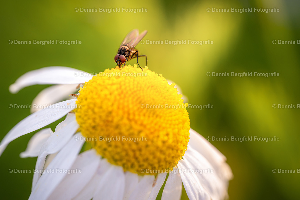 Fliege 4 | Entdecken Sie Natur, Makro und Tierfotografie von Dennis Bergfeld.Besondere Momente und Details der Natur, hochwertig als Foto und Wandbild erhältlich. - Realisiert mit Pictrs.com