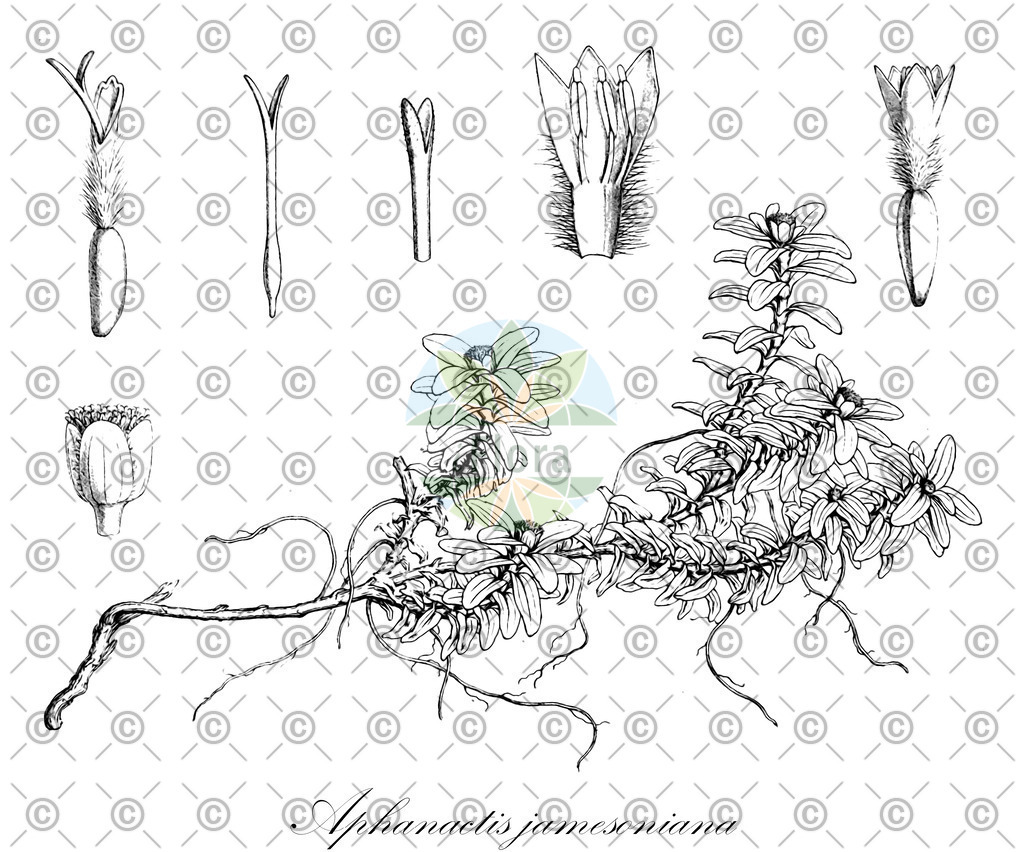 HistAbb_wfo-0000539906_1_ENZY_Simple | Historische Abbildung von Aphanactis jamesoniana - Asteraceae | Historical Illustration of Aphanactis jamesoniana - Asteraceae