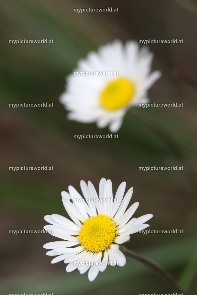 Herbst-Gänseblümchen-001 | Das Bilderarchiv über Tiere, Planzen und Landschaften. In der Bilddatenbank finden Sie ein große Auswahl an hochwertigen Bilder für Ihre Werbung - Realized with Pictrs.com