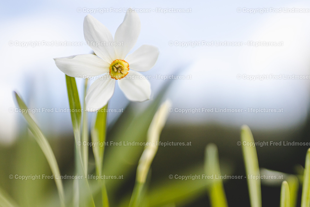 Narzisse | Fotos und Fotoprodukte - Realisiert mit Pictrs.com