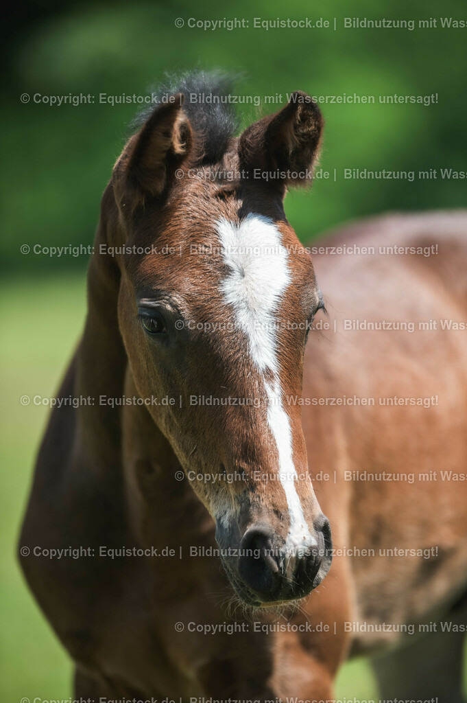 20210617_Fohlen_0181 | Foto: Thomas Hartig