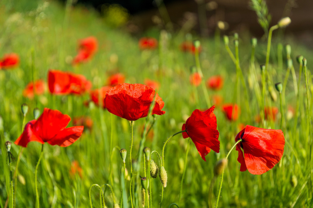 Blühener Mohn | Blühender Mohn auf einer Wiese - Realisiert mit Pictrs.com