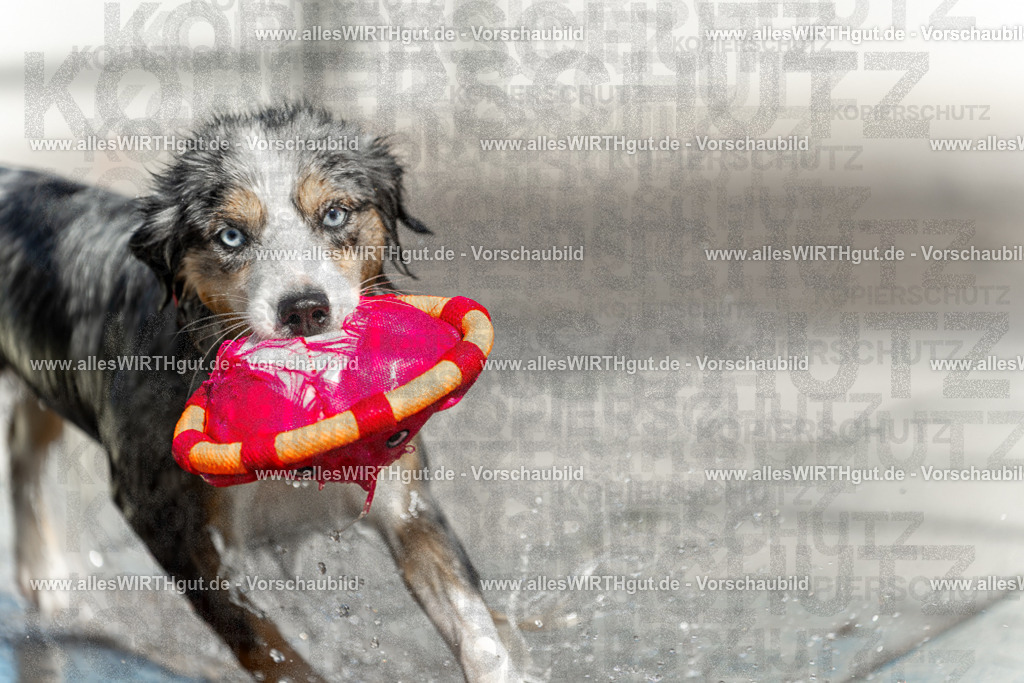 Hundeschwimmen_Volksbad_2026-allesWIRTHgut_Tierfotografie-2609061211-112144-7R500277 | Professionelle Tierfotografie in Mönchengladbach von Daniel Wirth (allesWIRTHgut). Liebevolle & natürliche Bilder von Hunden & Katzen für unvergessliche Erinnerungen.