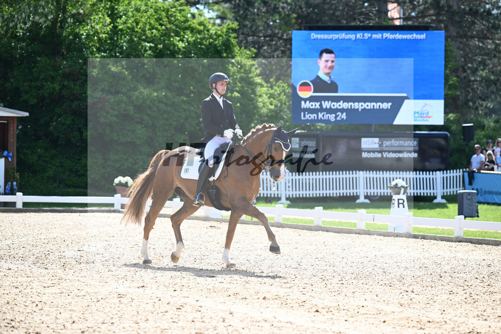 Wadenspanner_Lion King_12244680 | hf-fotografie - Realisiert mit Pictrs.com