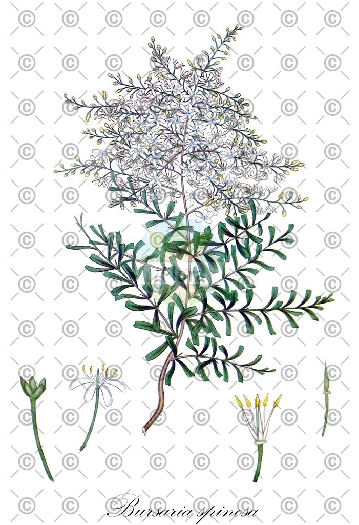 HistAbb_wfo-0000576174_1_ENZY_Simple | Historische Abbildung von Bursaria spinosa - Pittosporaceae | Historical Illustration of Bursaria spinosa - Pittosporaceae