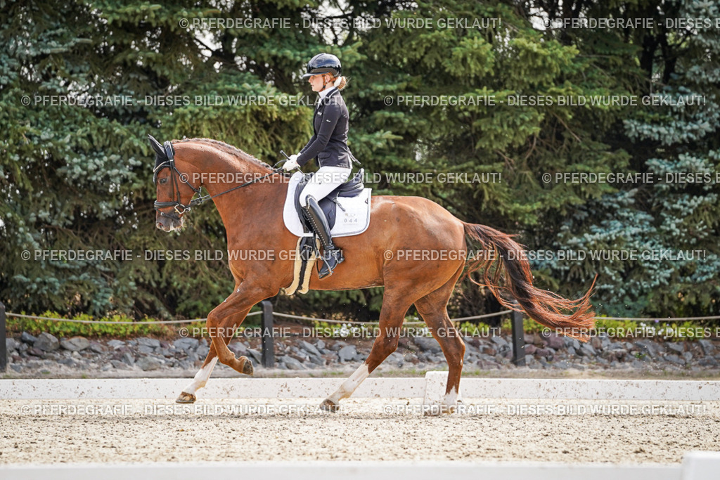 DSC08411 | Pferdegrafie