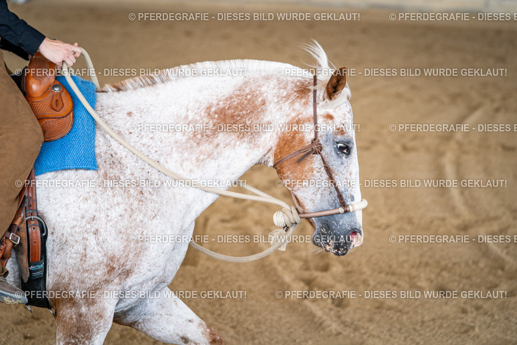 DSC01947 | Pferdegrafie