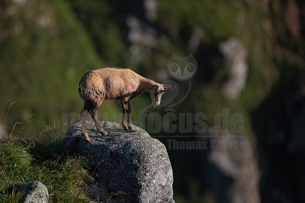 20210725074612-3 | Die Gämse (Rupicapra rupicapra), in der Jägersprache mit Gams oder Gamswild bezeichnet, ist eine in Europa und Kleinasien beheimatete Art der Ziegenartigen. Zusammen mit der Pyrenäen-Gämse und weiteren Arten gehört sie zur Gattung der Gämsen (Rupicapra). - Realisiert mit Pictrs.com