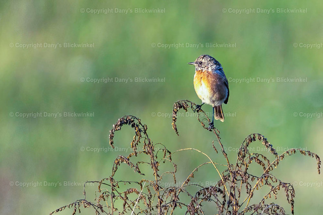2022161 | Tierfotografie, Tierkalender, Tierbilder, Insekten, Spinnen, Vögel, Schmetterling, Libellen, Leinwand, Colorkey, Qualität, Geschenkartikel, Geschenk - Realisiert mit Pictrs.com