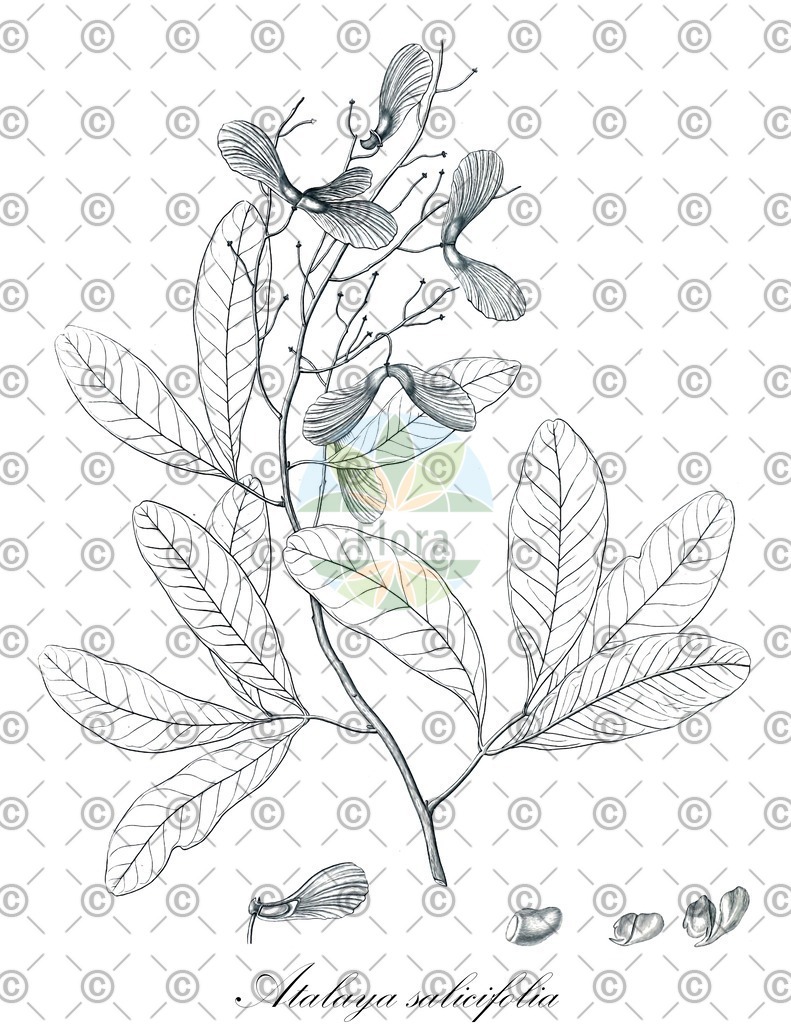 HistAbb_wfo-0000555392_1_ENZY_Simple | Historische Abbildung von Atalaya salicifolia - Sapindaceae | Historical Illustration of Atalaya salicifolia - Sapindaceae