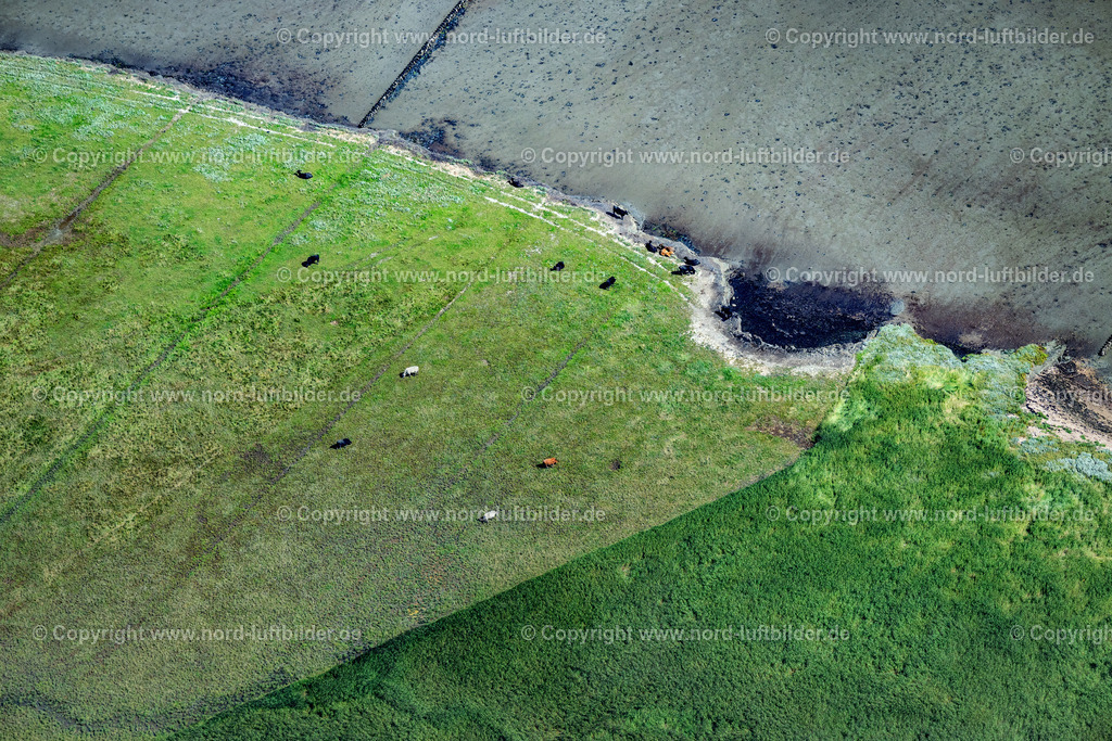 Sylt_Braderup_Salzwiesen_Rinder_ELS_4602130825 | WENNINGSTEDT-BRADERUP (SYLT) 13.08.2025 Küstenbereich mit Salzwiesen und Rinderzucht an der Wattseite von Wenningstedt-Braderup (Sylt) im Bundesland Schleswig-Holstein. // Coastal area with salt marshes and cattle breeding on the mudflat side of Wenningstedt-Braderup (Sylt) in the federal state of Schleswig-Holstein. Foto: Martin Elsen