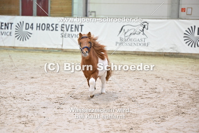 27_Paul - Waulkmill Macrory_963_0645 | Björn Schroeder Pferdefotografie