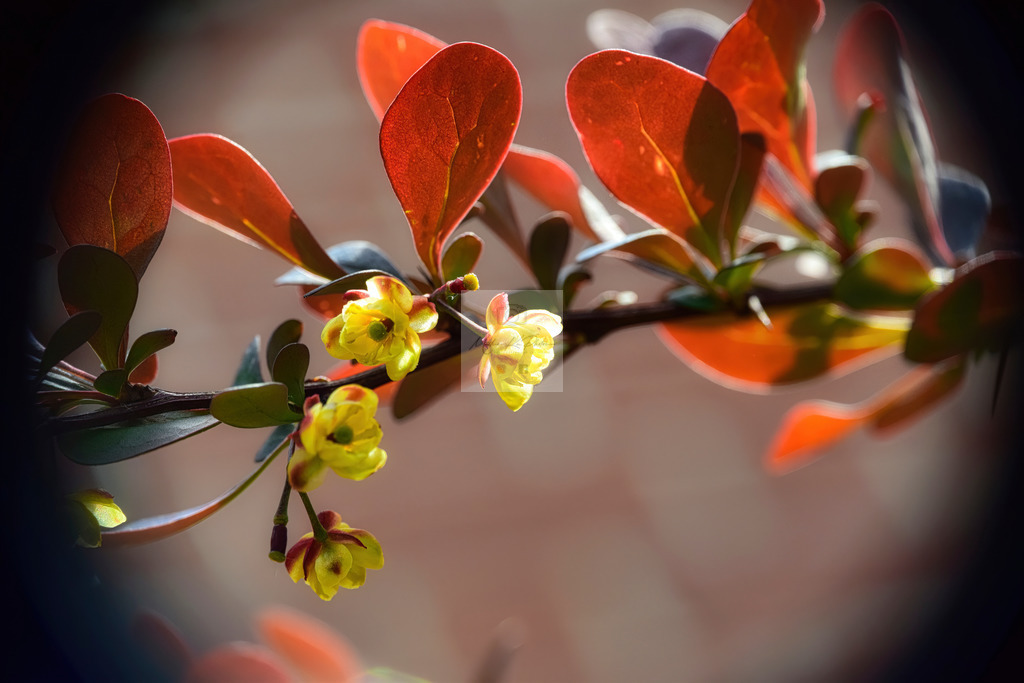 Makro - floral (35) | Buche Fotoshootings und entdecke hochwertige Fotoprodukte bei Mathias Ku Photos. Personalisiert, kreativ & mit Liebe zum Detail. Jetzt informieren! - Realisiert mit Pictrs.com