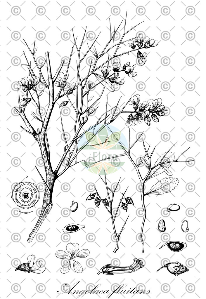 HistAbb_wfo-0000536542_470_ENZY_Simple | Historische Abbildung von Angolaea fluitans - Podostemaceae | Historical Illustration of Angolaea fluitans - Podostemaceae