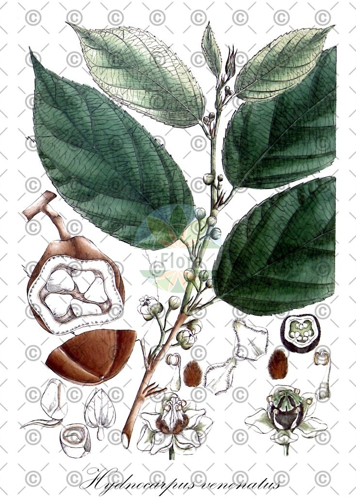 HistAbb_wfo-0000726158_1_ENZY_Simple | Historische Abbildung von Hydnocarpus venenatus - Achariaceae | Historical Illustration of Hydnocarpus venenatus - Achariaceae