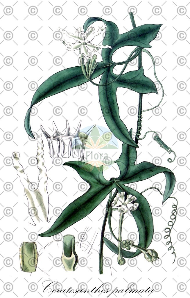 HistAbb_wfo-0000596431_2_ENZY_Simple | Historische Abbildung von Ceratosanthes palmata - Cucurbitaceae | Historical Illustration of Ceratosanthes palmata - Cucurbitaceae
